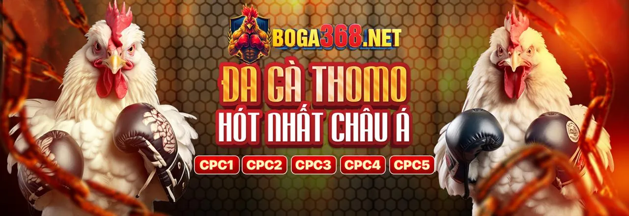 Đấu trường đá gà trực tuyến Mibet với không khí sôi động và kịch tính